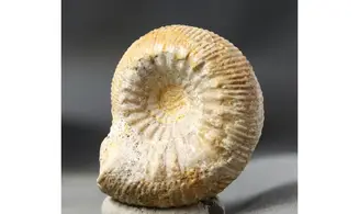 Stephanoceras umbilicum