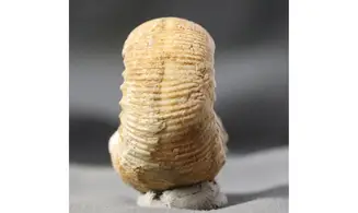 Stephanoceras umbilicum