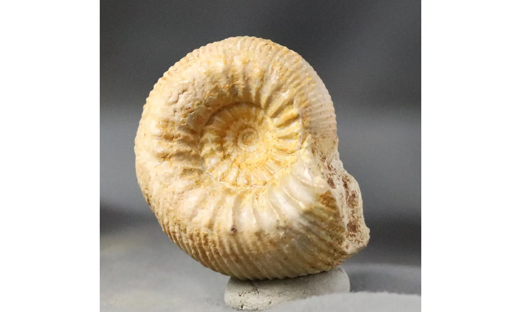 Stephanoceras umbilicum