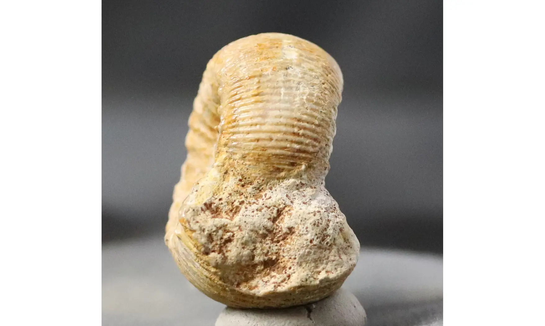 Stephanoceras umbilicum