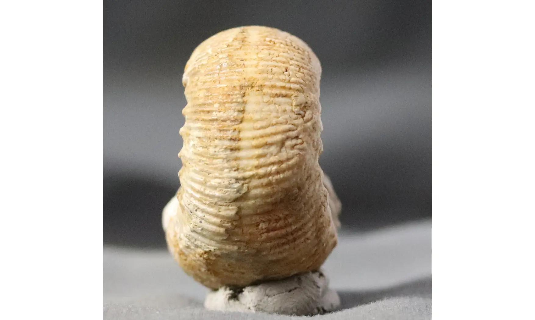 Stephanoceras umbilicum