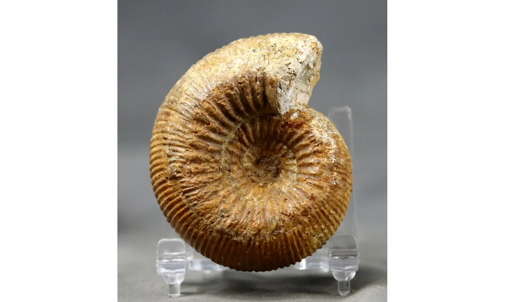 Stephanoceras umbilicum