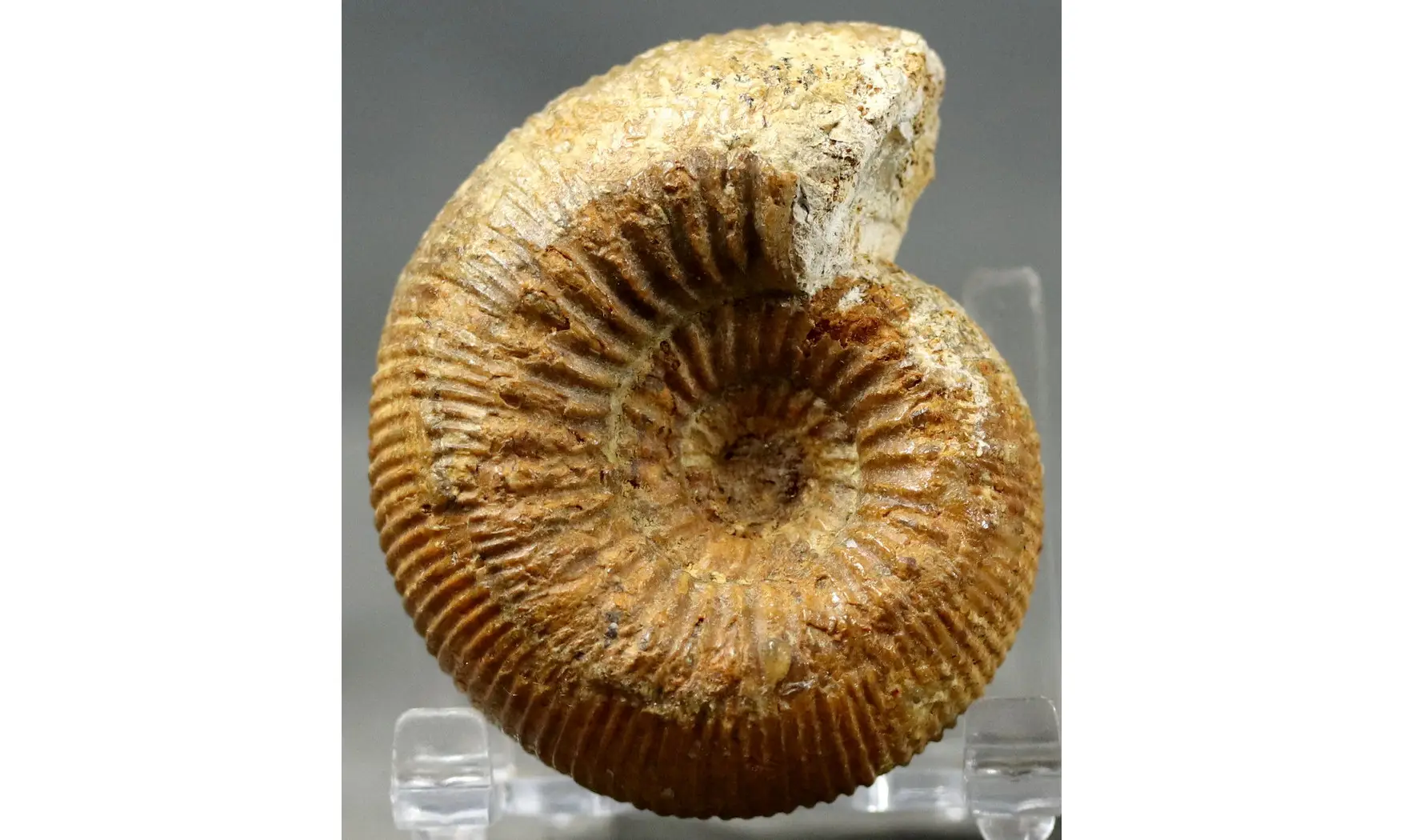 Stephanoceras umbilicum