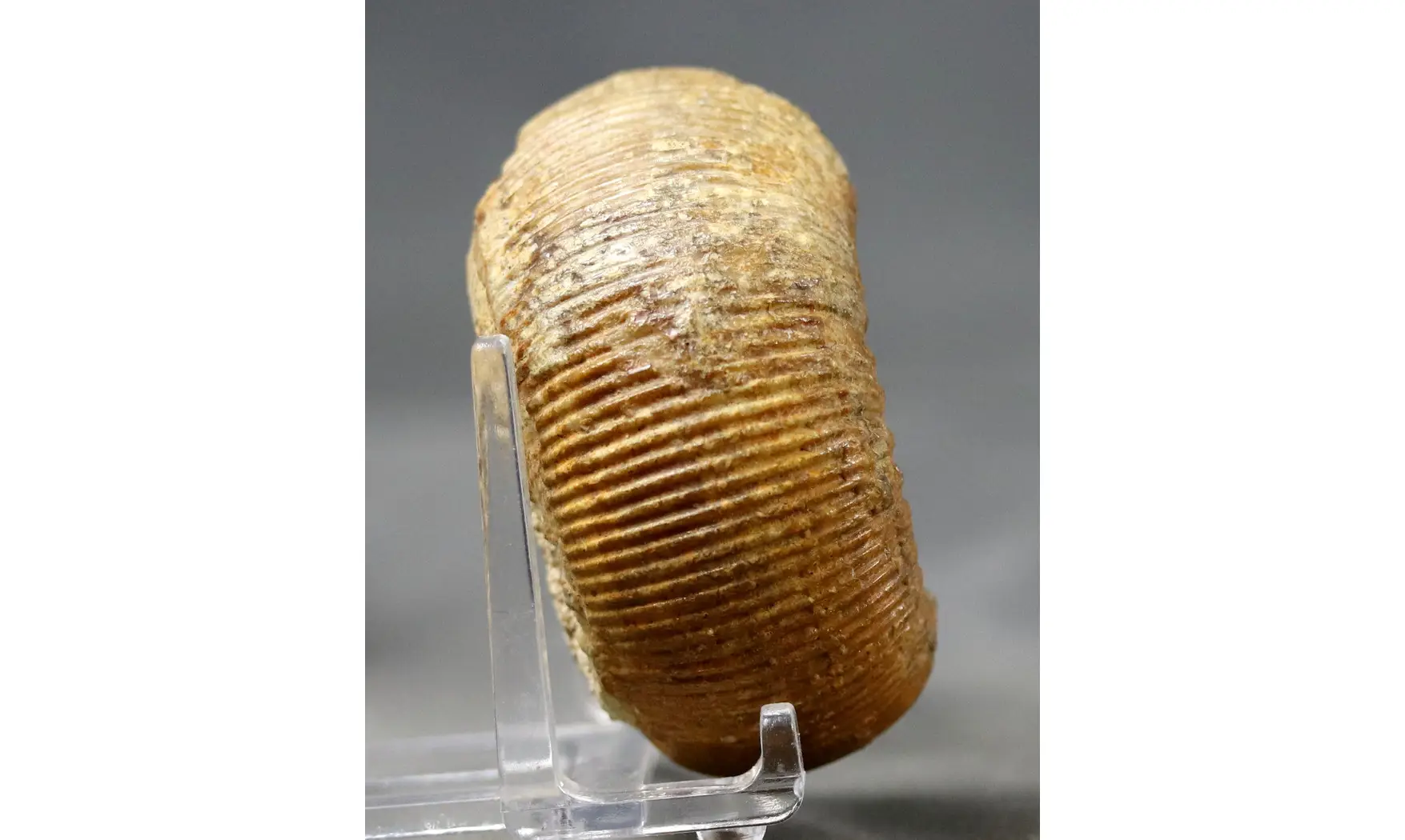 Stephanoceras umbilicum