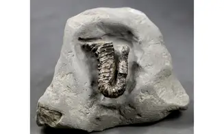 Protanisoceras alternotuberculatum