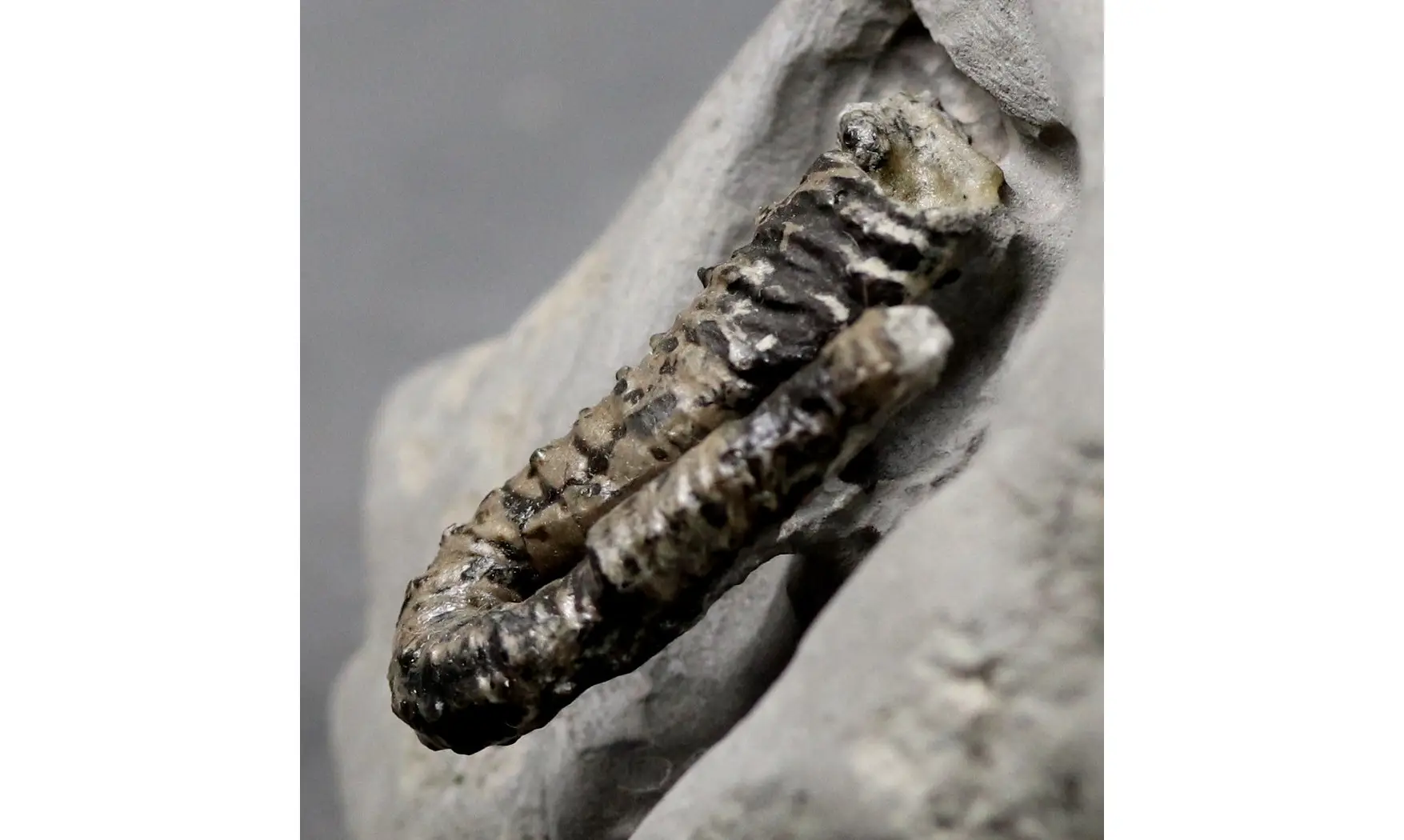 Protanisoceras alternotuberculatum