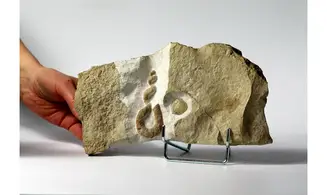 Hyphantoceras reussianum