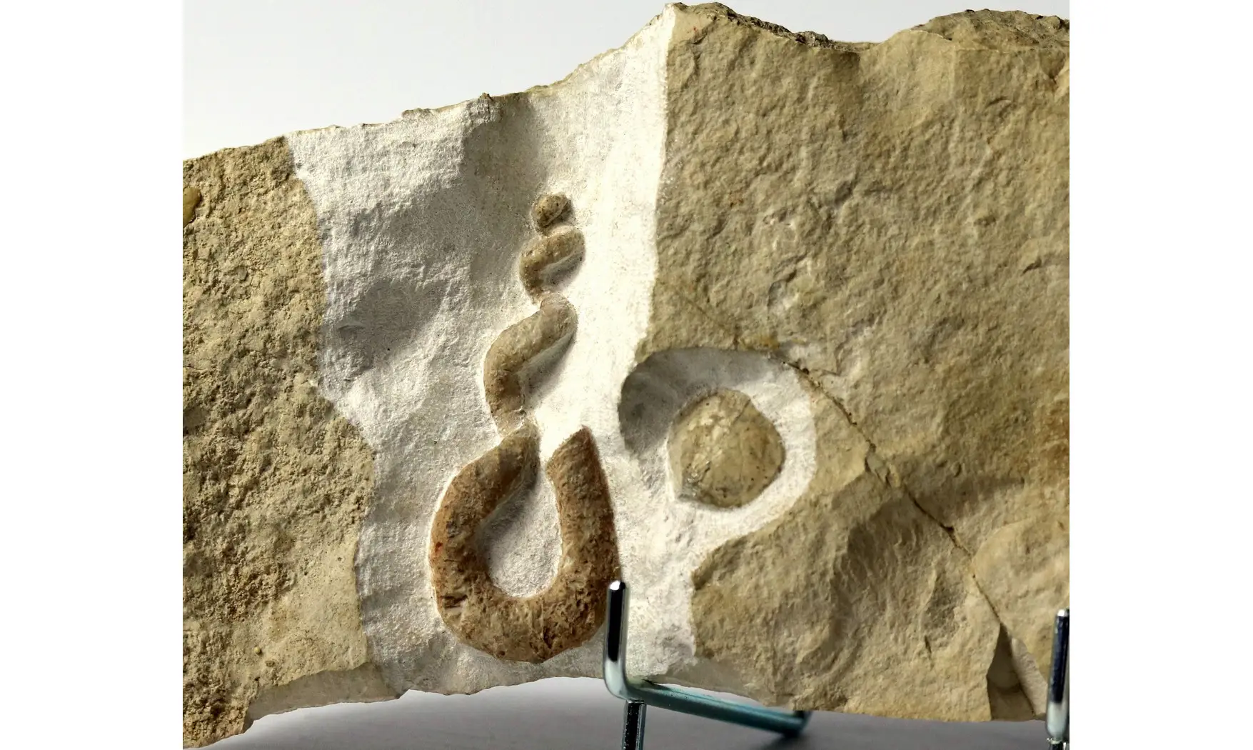 Hyphantoceras reussianum