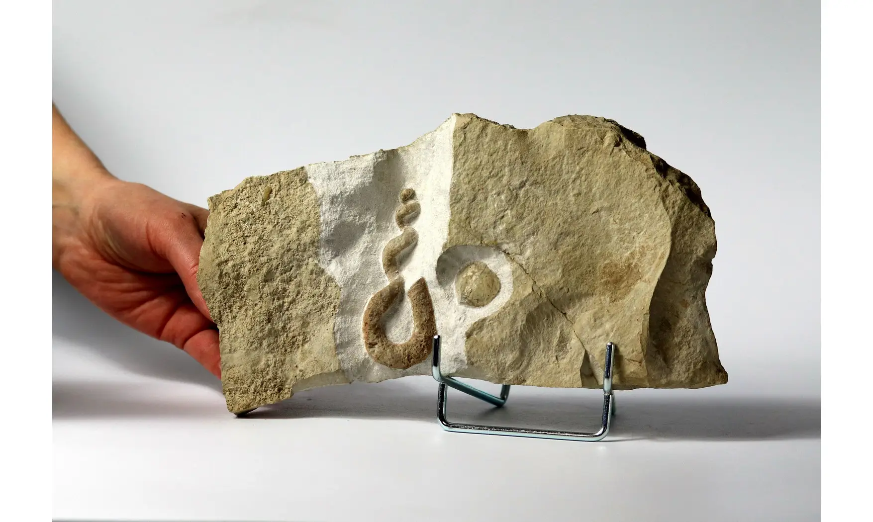 Hyphantoceras reussianum