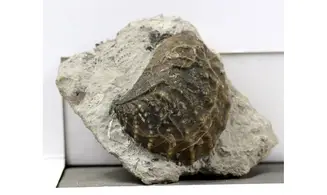 Myophorella clavellata