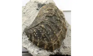 Myophorella clavellata