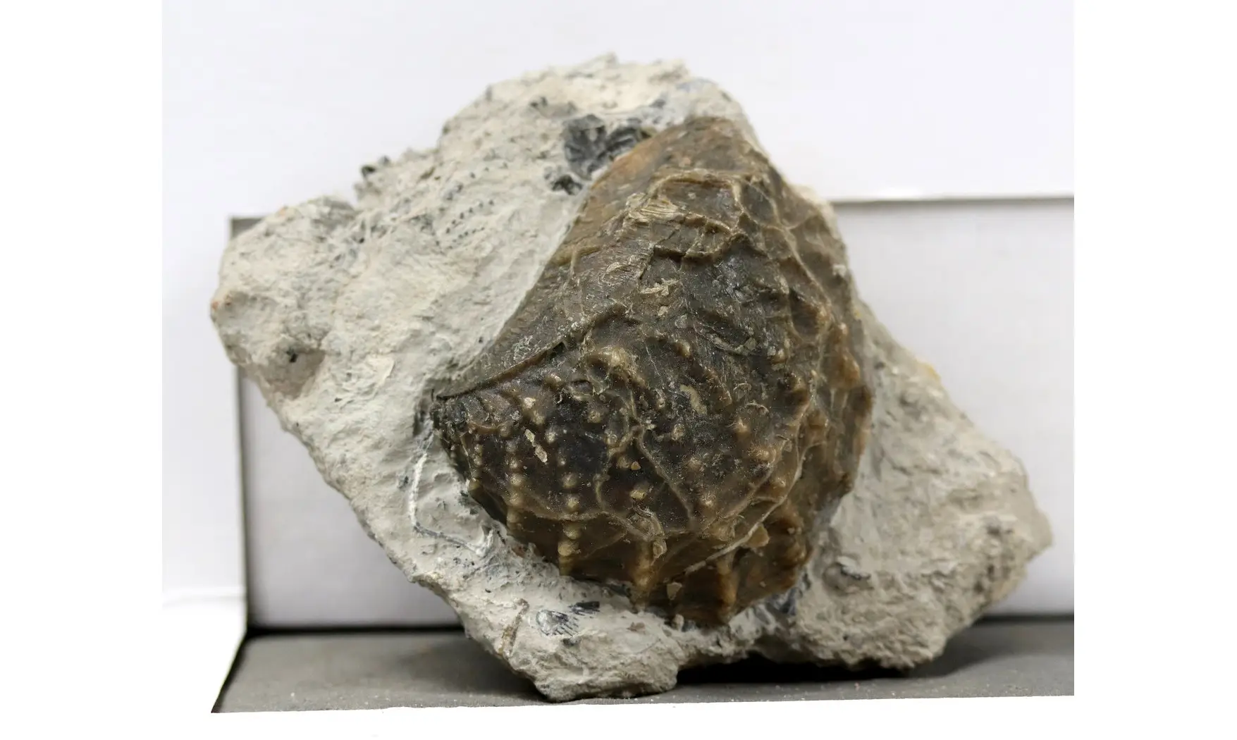 Myophorella clavellata