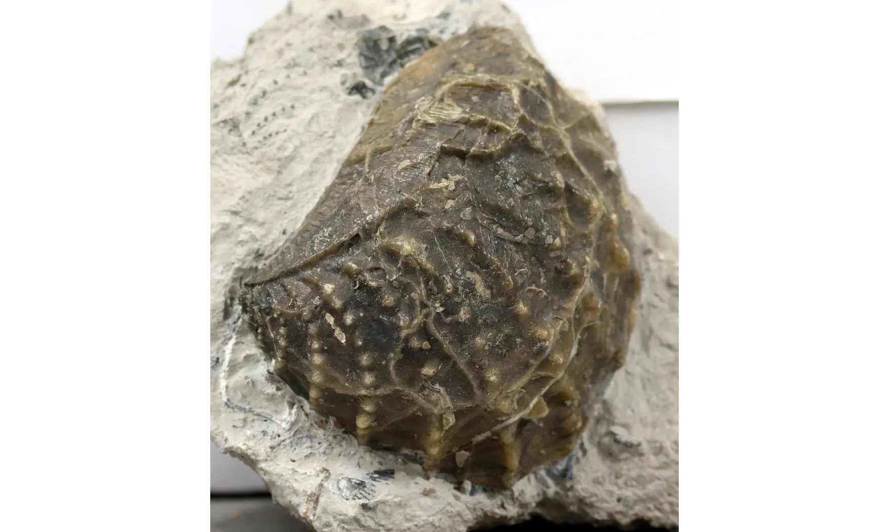 Myophorella clavellata