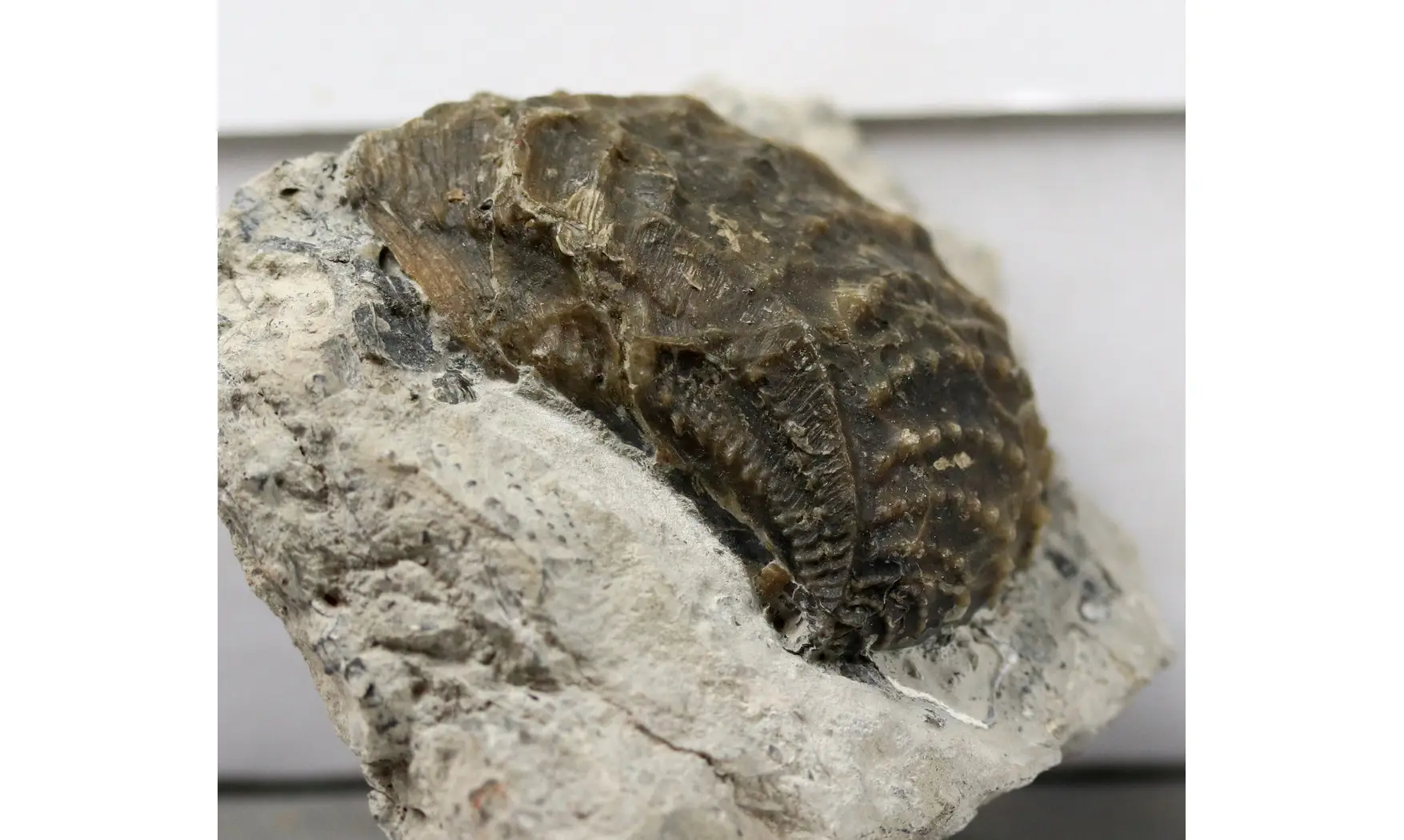 Myophorella clavellata