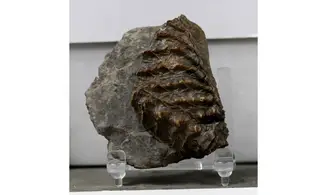 Scaphotrigonia navis