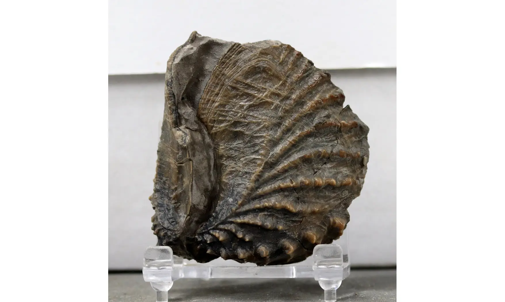 Scaphotrigonia navis