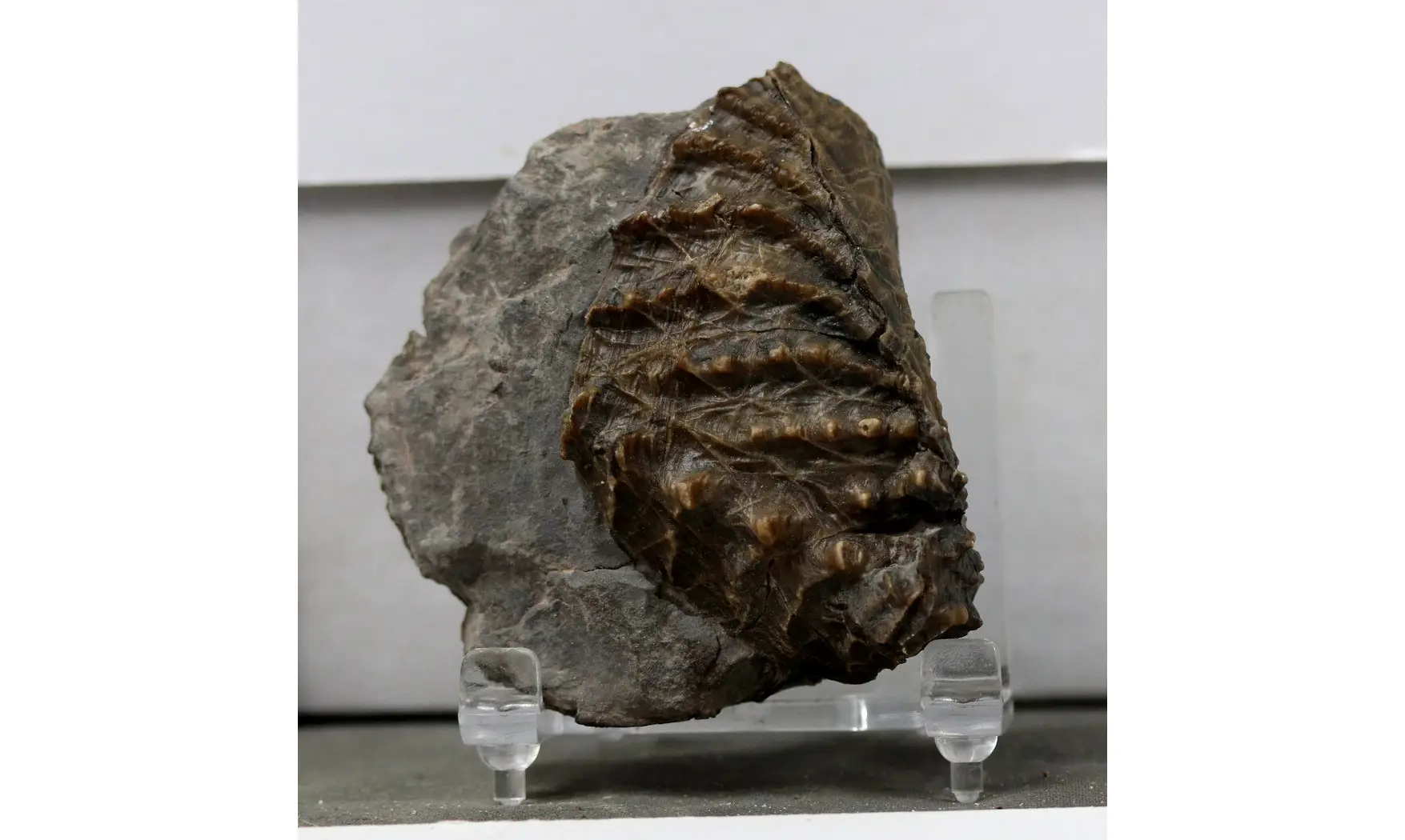 Scaphotrigonia navis