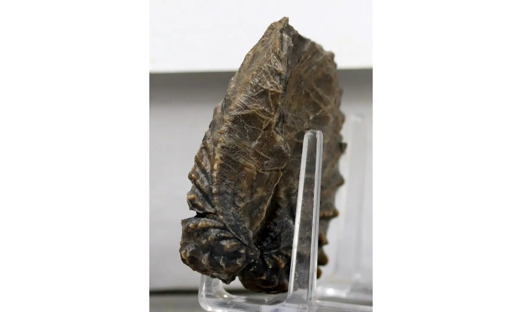 Scaphotrigonia navis