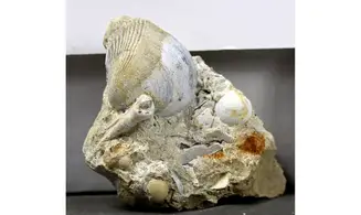 Turritella granulata + Arca glabra