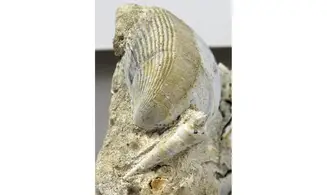 Turritella granulata + Arca glabra