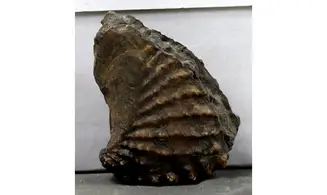 Scaphotrigonia navis