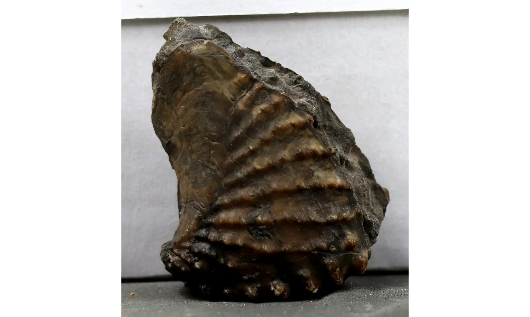 Scaphotrigonia navis