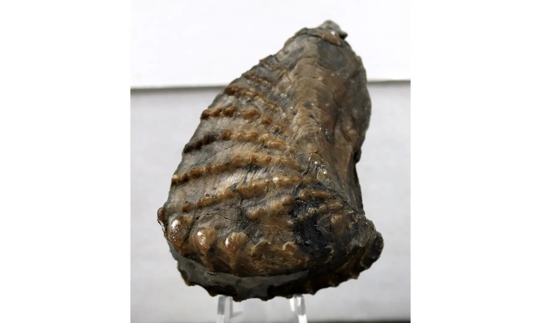 Scaphotrigonia navis