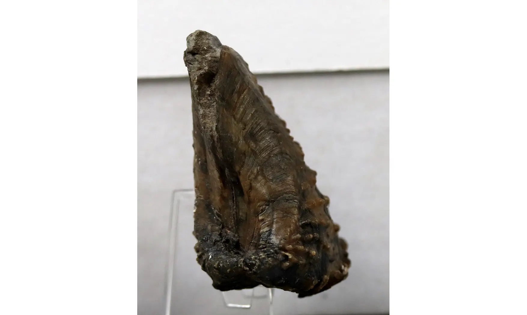 Scaphotrigonia navis