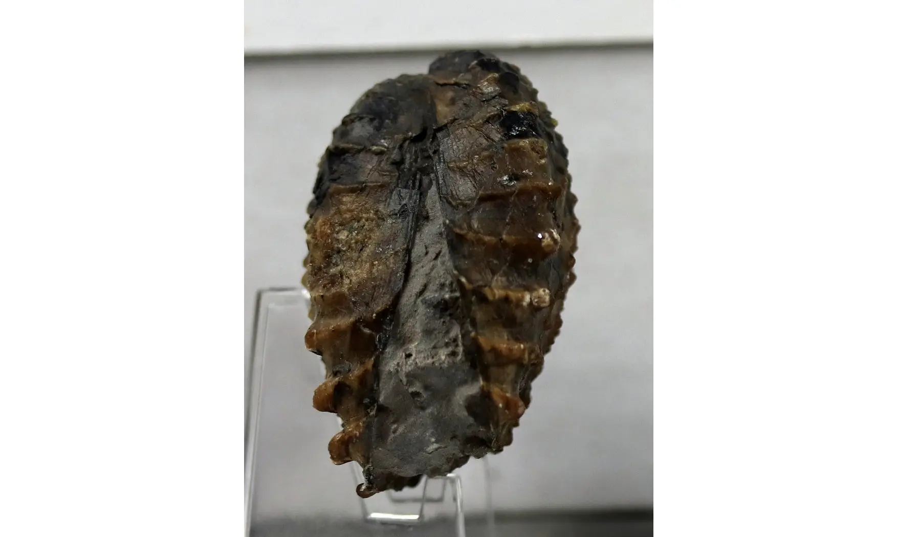 Scaphotrigonia navis