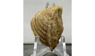 Trigonia costata