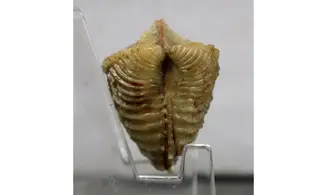 Trigonia costata