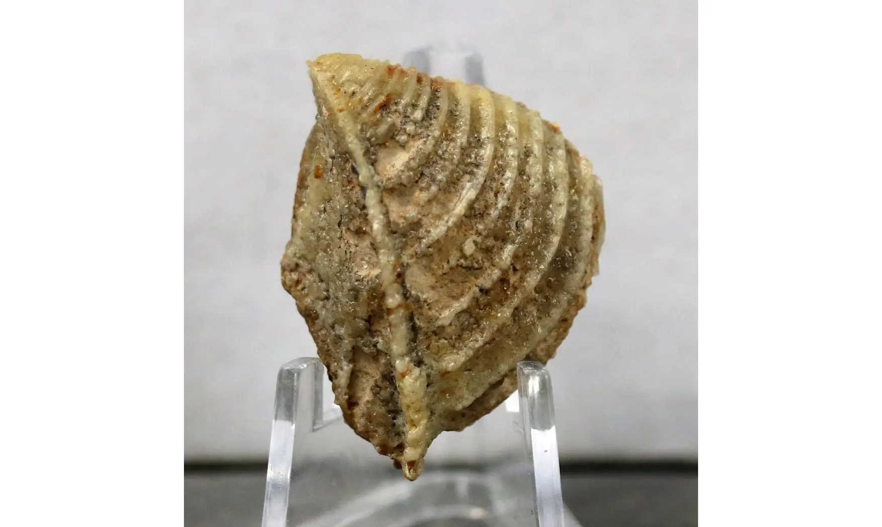 Trigonia costata