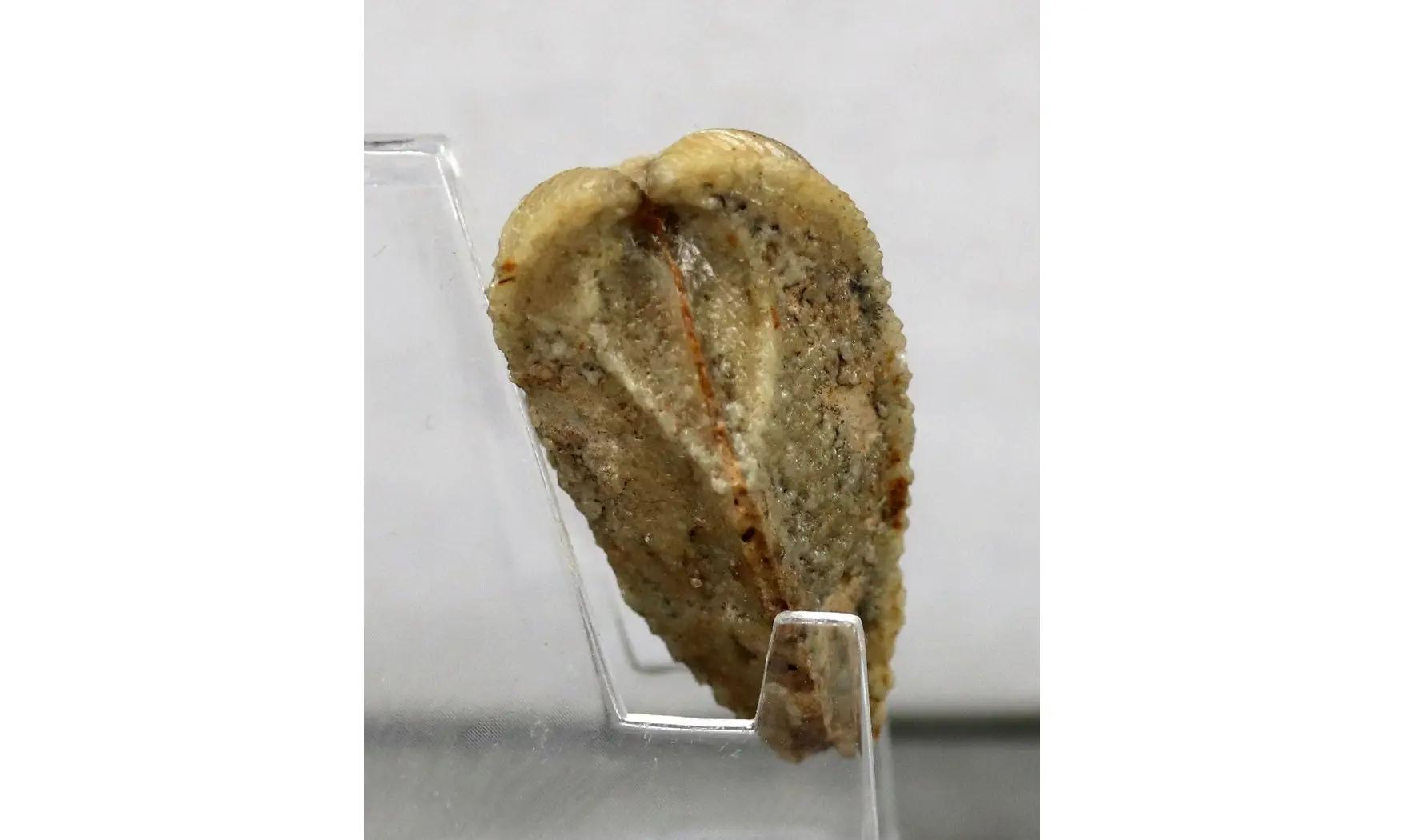Trigonia costata