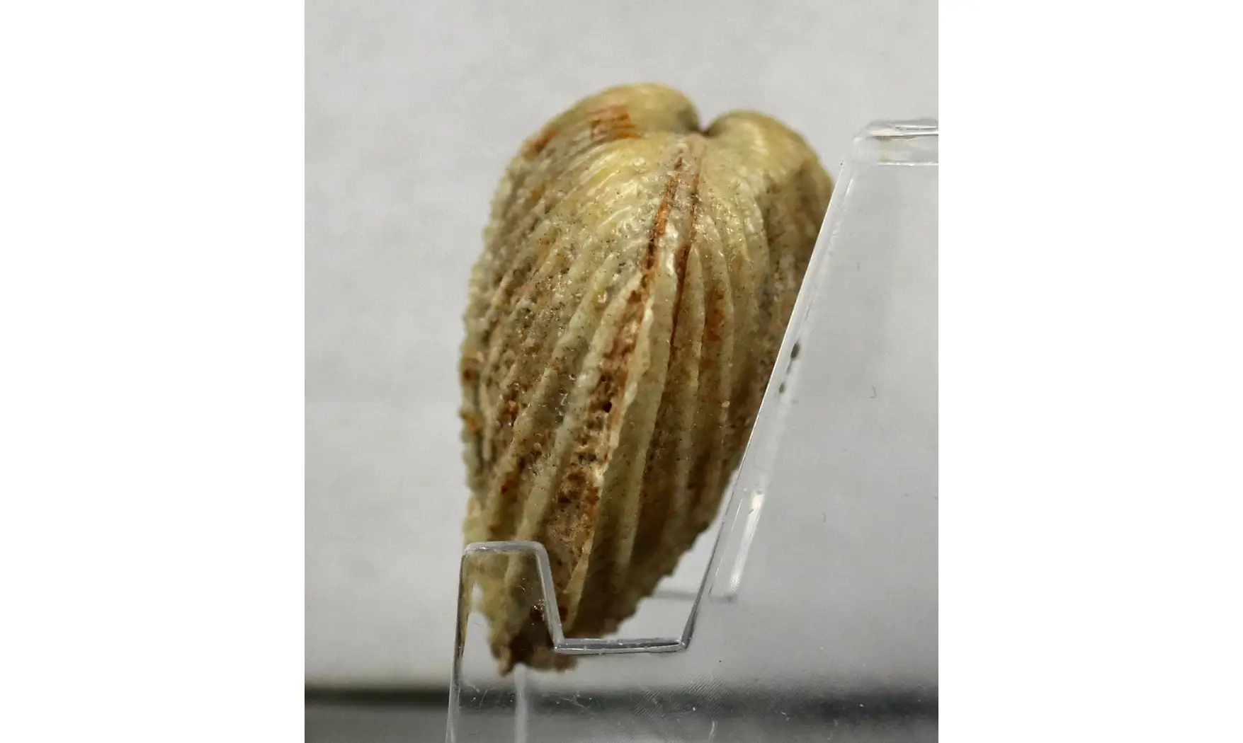 Trigonia costata