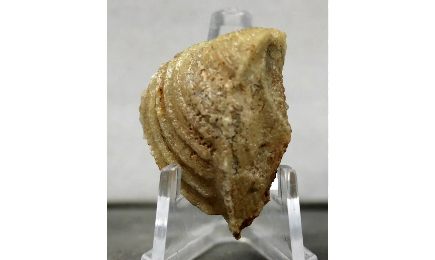Trigonia costata