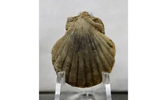 Pecten sp.