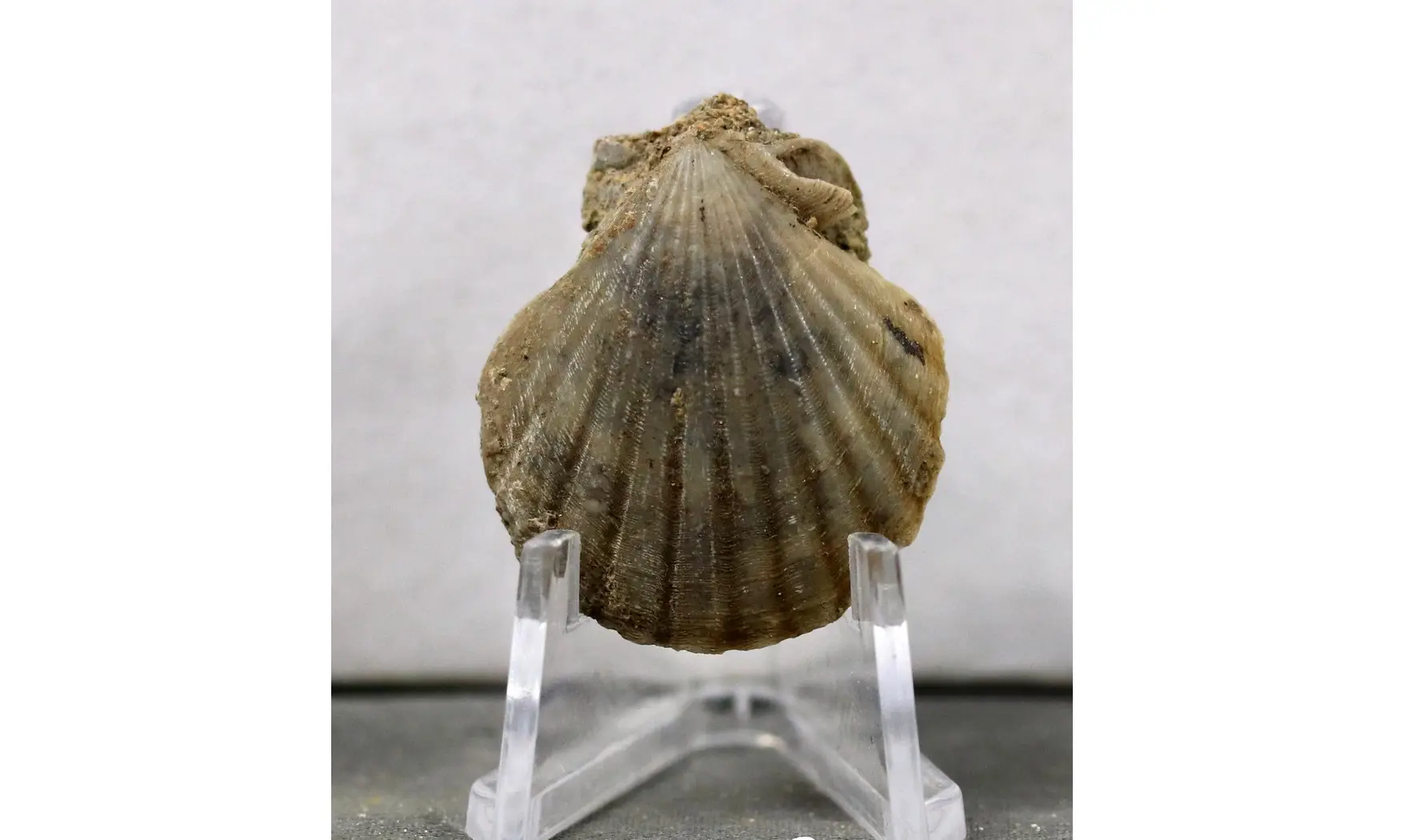 Pecten sp.