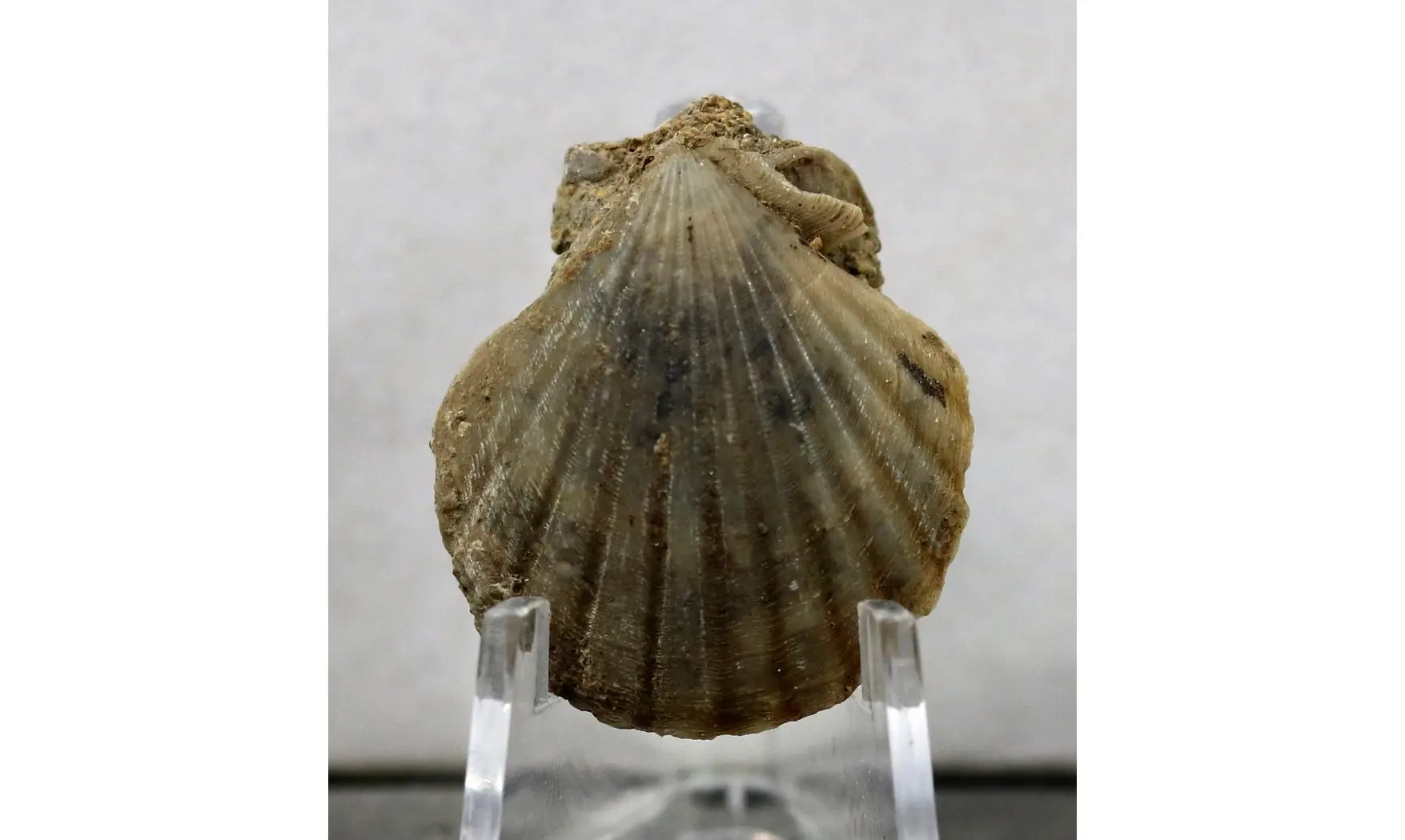 Pecten sp.