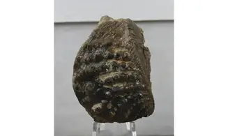 Myophorella clavellata