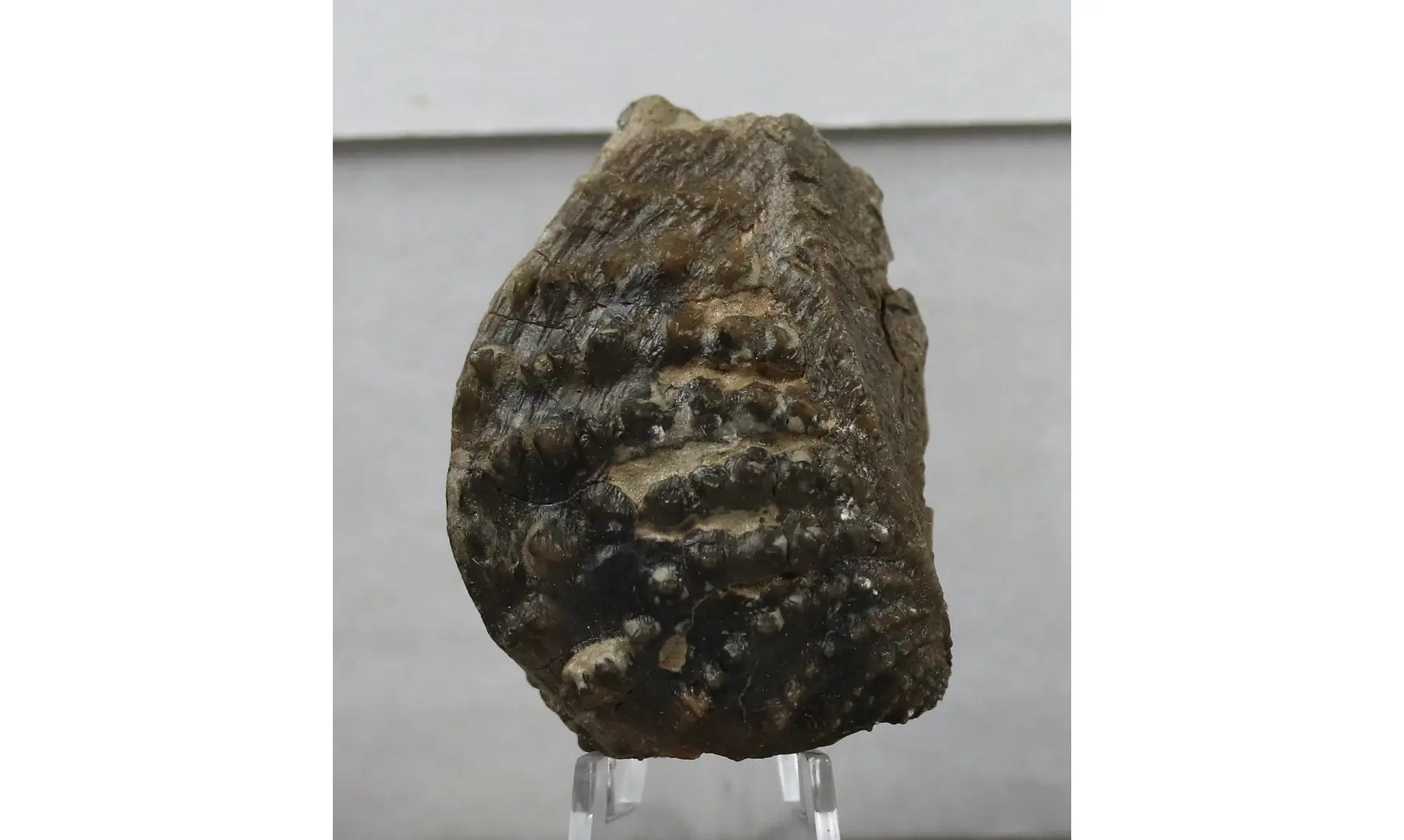 Myophorella clavellata