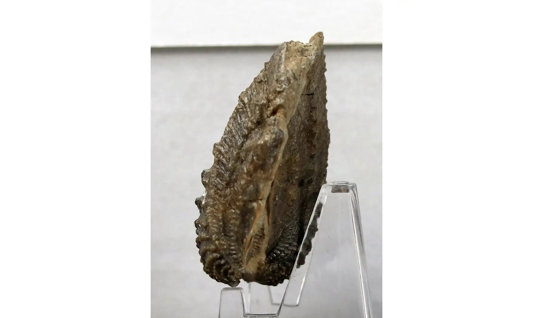Myophorella clavellata
