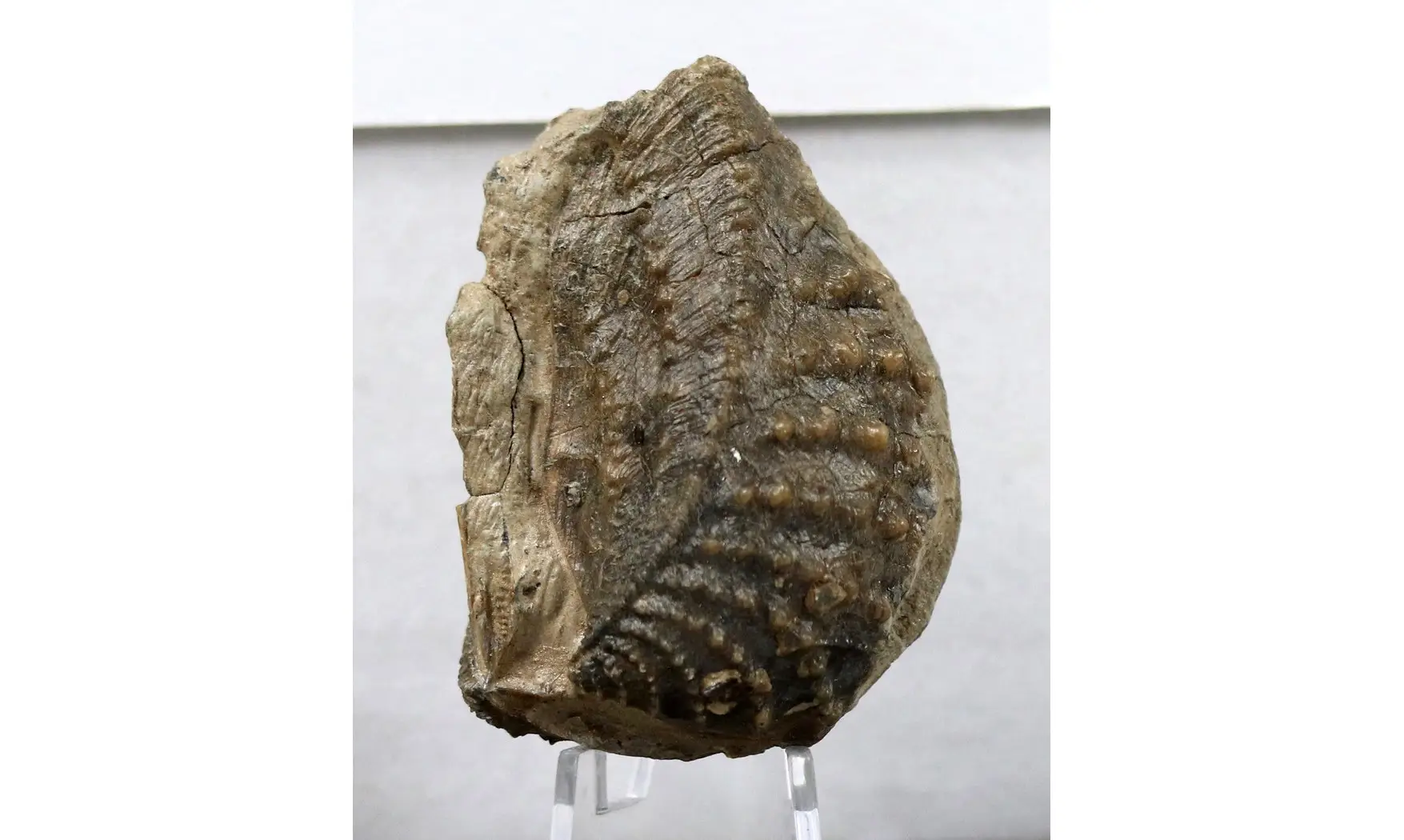 Myophorella clavellata