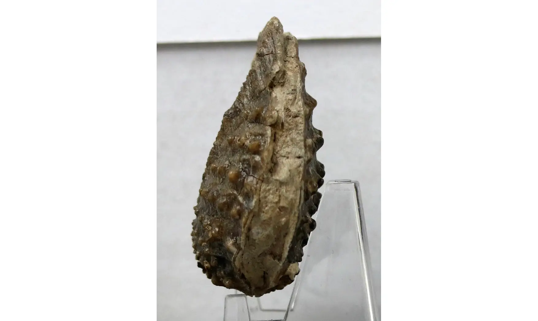 Myophorella clavellata