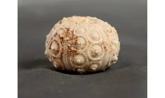Dorocidaris taouzensis