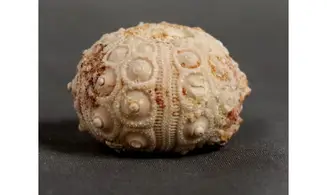 Dorocidaris taouzensis