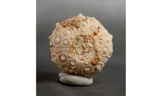 Dorocidaris taouzensis