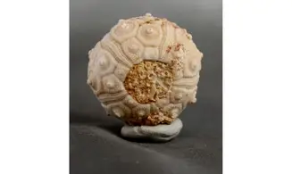 Dorocidaris taouzensis