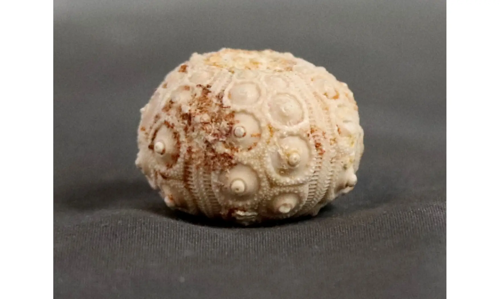 Dorocidaris taouzensis