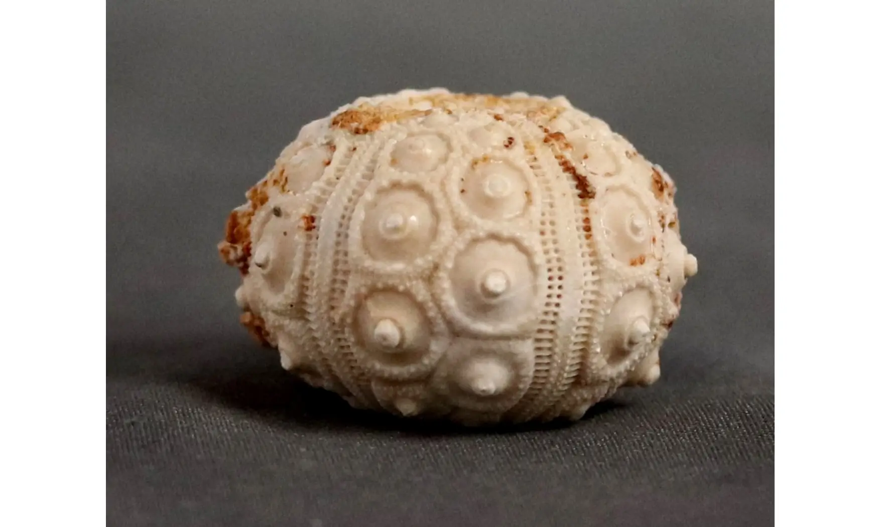 Dorocidaris taouzensis