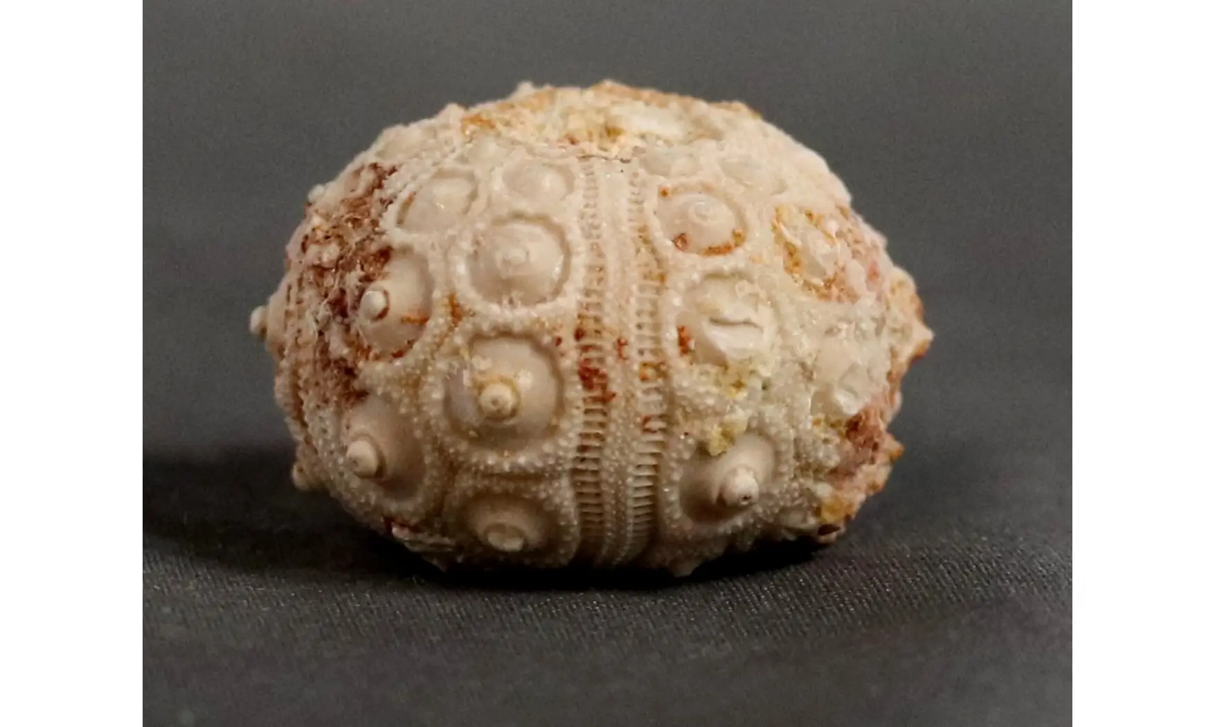 Dorocidaris taouzensis